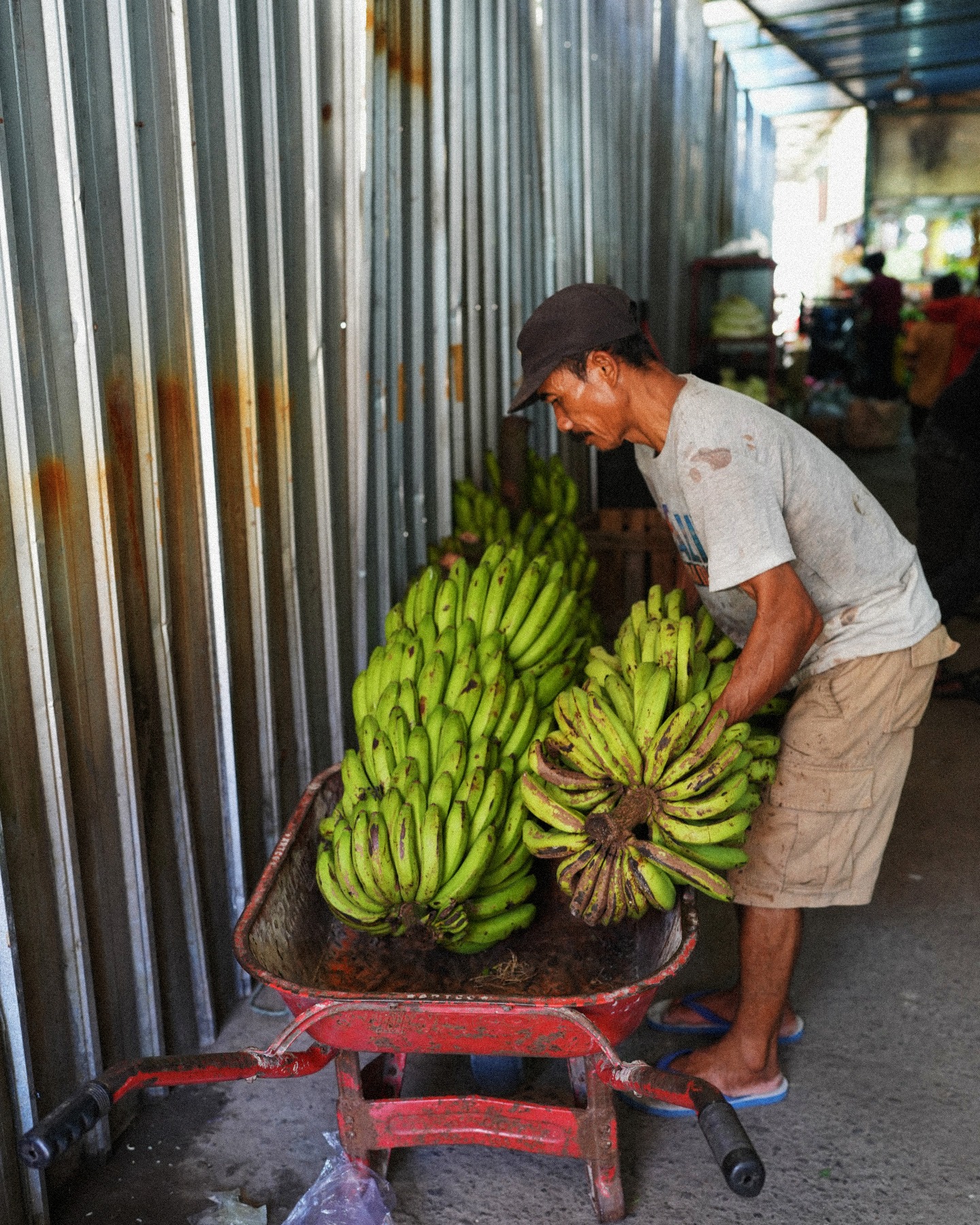 Man climbing banana tree